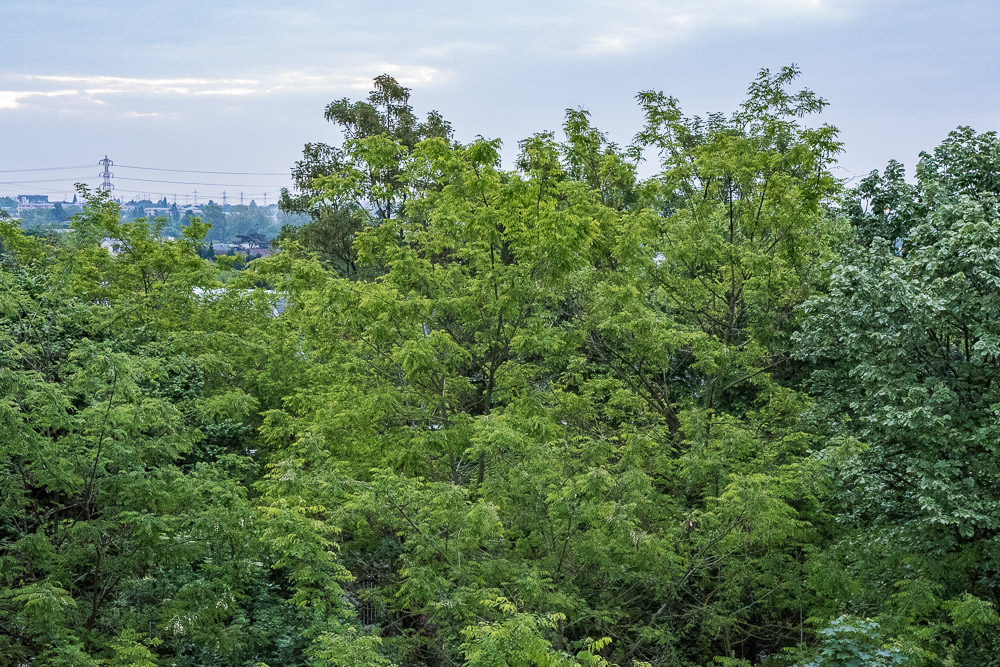 DSC_0100.jpg