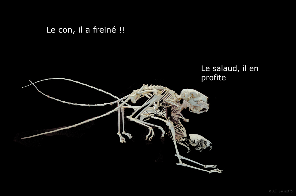 jeep-sauteur pas très_.jpg