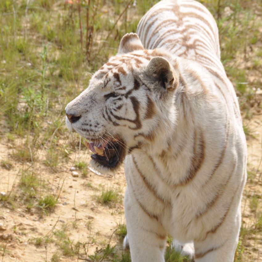 DSC_7862 tigre blanc-850.JPG