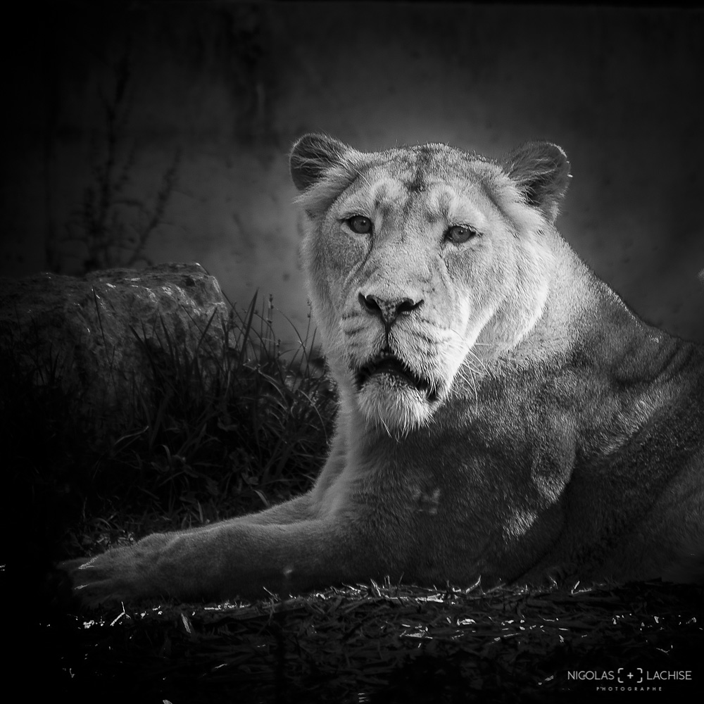 Lion au parc.jpg