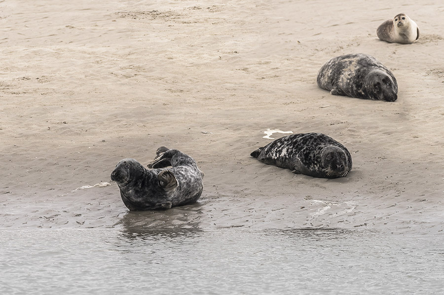Berck Phoques Ouioui.jpg