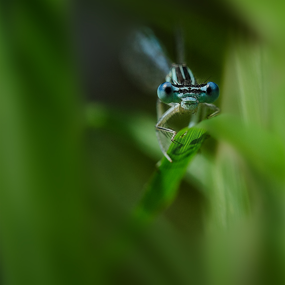 Michel du 35 Corr.jpg