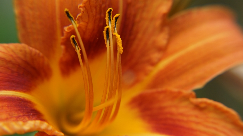 DSC02223 (800x450).jpg