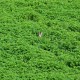 BLK_2707 lapin dans la luzerne à la Courneuve-1080.jpg