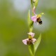 ophrys 20260519__0331B,Radius8,Smoothing4.jpg