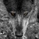 BLK_3898 Espace Rambouillet loup NetB-1080.jpg