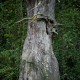 Paréidolie double _DSC0493.jpg
