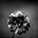 Le noir te va si bien _DSC0479-Modifier.jpg