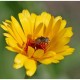 Eristalinus sepulchralis 23 08 26 fleurs divers (8).jpg