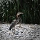 Des oiseaux que j'ai vus pour la première fois de ma vie BLK_3019 Héron pourpré à Arcos de la Frontera-1080.jpg