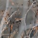"Arrenurus papillator" SOUS "Sympetrum meridionale" SUR "Maceron" BLK_3998 Arrenurus papillator SOUS Sympetrum meridionale SUR Maceron.jpg