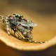 un moustique tigre en moins. 20260827__0765A,Radius8,Smoothing8.jpg
