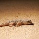 La tarente de Maurétanie R6__4111.jpg