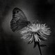 _6127325-2-Modifier-Modifier.jpg