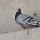 Dispositif anti-pigeon BLK_4080 pigeon sur fil anti-pigeon-1080.jpg