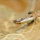 focus stacking 20260926__0928A,Radius8,Smoothing4.jpg