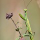 verte en focus stacking. 20260920__0378A,Radius8,Smoothing4.jpg