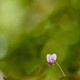octobre rose. 20261011__0137.jpg